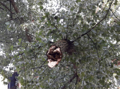 Висящее на проводах над головами людей и машинами дерево отказались убрать сотрудники МЧС Ростове