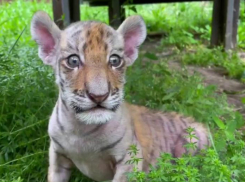 В зоопарке Ростова родились два тигренка, но мать от них отказалась