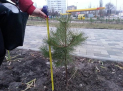 Донская столица провалила программу благоустройства городских парков и скверов