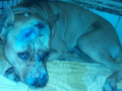 В Ростове нашлись хозяева пса, которого живодеры пытались застрелить и зарубить топором