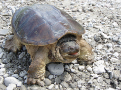 В ростовском зоопарке проведут показательное кормление каймановых черепах