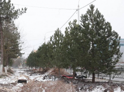 После массовой вырубки здоровых деревьев в центре Новочеркасска высадили сосны