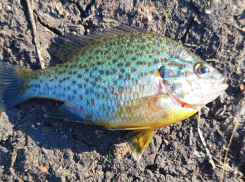 Опасная рыба-хищник угрожает водоемам Ростовской области