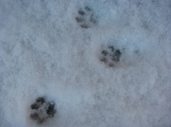 Мокрый снег ожидается в Ростове 30 марта