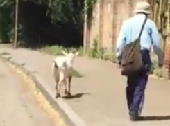 Рогатая красавица, дисциплинированно вышагивающая по тротуару, привлекла внимание ростовчан