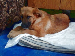 Юные живодеры переломали арматурой лапы щенку в Ростовской области