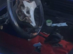 Девушка показала на видео свой варварски «раздетый» бандитами Ростова автомобиль