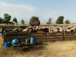 Материализовавшее на пастбище «призрачное» стадо овец напугало фермеров в Ростовской области