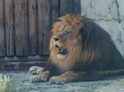 В ростовском зоопарке отметил 15-летие лев Цезарь