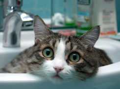 В Первомайском районе Ростова отключат воду в домах на нескольких улицах 