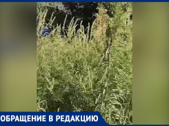 «Мы просто задыхаемся»: ростовчане пожаловались на огромные заросли амброзии на Штахановского