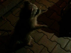 Ручной енот Кокос протянул свои лапки к ростовчанам в центре города