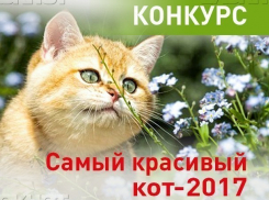 Голосование за участников конкурса «Самый красивый кот-2017» закончится в 10:00