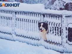 Синоптики рассказали, какой будет погода в Ростовской области в декабре