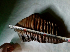 Жительница Ростовской области выставила на продажу зуб мамонта за три миллиона рублей