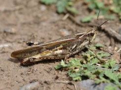 Марокканская саранча может уничтожить посевы в Ростовской области