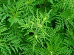 В Ростовской области предложили платить жителям за уничтожение амброзии