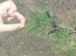 Уничтожающие все на своем пути армии вредоносных гусениц атаковали хвойные деревья в Ростовской области