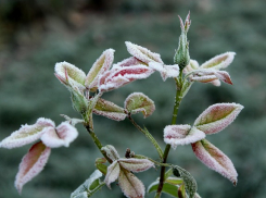 В Ростовской области первые заморозки ожидаются уже 6 сентября