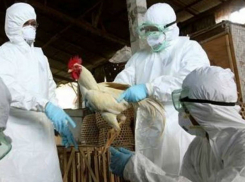 С дикой вонью паленых тушек уничтожают в Ростовской области очаг смертельно опасного птичьего гриппа
