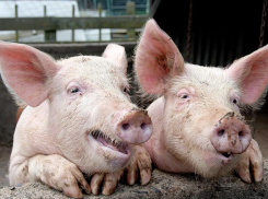 Пенсионер из Ростовской области «лечил» свиней марихуаной