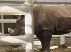 Белые носороги поселились в Ростовском зоопарке