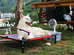 Синоптики предупредили ростовчан о сильной жаре до 40 градусов