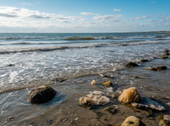 Ученый предложил кормить животных водорослями Азовского моря 