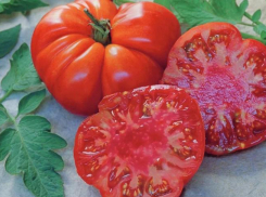 Ребристый гигант весом до двух килограммов – томат сорта Брутус