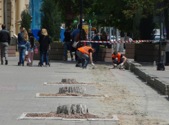 На центральной улице Ростова чиновникам помешали десятки тенистых деревьев
