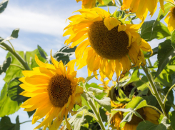 Лунный календарь садовода и огородника с 26 июля по 1 августа