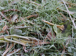 Ростовчан еще раз предупредили о заморозках до -3°C
