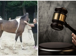 В Ростове издевавшиеся над лошадьми мать и дочь отделались исправительными работами