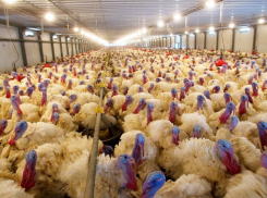 Эксперты назвали простой «Евродона»  большой болью для Ростовской области и всей России