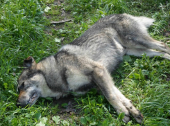 Мучительная смерть бьющихся в конвульсиях бездомных собак ужаснула посетителей парка в Ростове