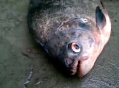 Рыбаки в Ростовской области поймали пиранью