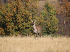 В Ростовской области из вольеров выпустят 14 оленей и семь ланей