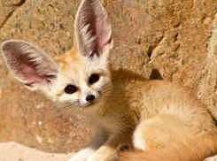 Лис Маленького принца появился в ростовском зоопарке 