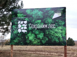 Бизнесвумен за незаконную рубку деревьев оштрафовали на 1 млн рублей в Ростовской области