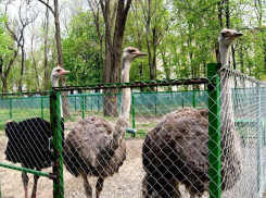В парке Островского появилось «Страусиное подворье»