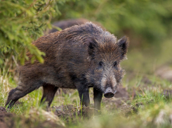 В Ростовской области после случая с заражением диких кабанов африканской чумой оштрафовали охотхозяйство  
