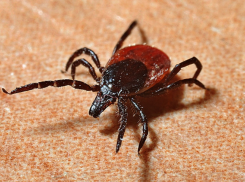 От укусов клещей в Ростовской области пострадали 124 человека