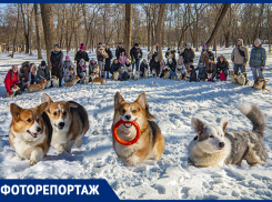 Мокрые носы и короткие лапки: в Ростове прошла встреча любителей корги