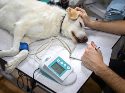 В Ростове домашних животных бесплатно привьют от бешенства