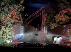 Уголовное дело возбуждено по факту нападения собаки на женщину в Ростове