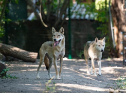 Волки Альма и Буч показали троих очаровательных волчат в ростовском зоопарке