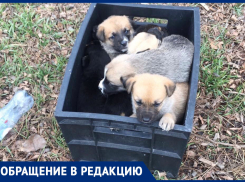«Это нелюди»: женщина пожаловалась на ростовчан, выбрасывающих на улицу щенков
