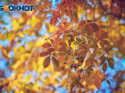 Жаркое бабье лето: в Ростовскую область до выходных пришло тепло