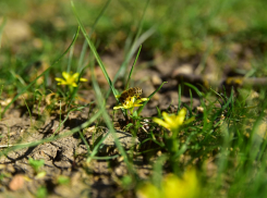 В Ростове зафиксировали наступление летней погоды