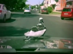 Совершенно обленившийся летать голубь решил кататься по Ростову на машине